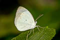 Ghost Yellow Eurema albula totora (White Yellow)