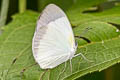 Ghost Yellow Eurema albula totora (White Yellow)