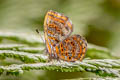 Godman's Sarota Sarota myrtea (White-checked Jewelmark