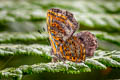 Godman's Sarota Sarota myrtea (White-checked Jewelmark