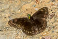 Green-headed Sootywing Gorgopas chlorocephala chlorocephala