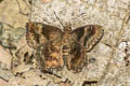 Hayhurst's Scallopwing Staphylus hayhurstii