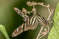 Heliconius peruvianus