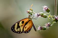 Iphianassa Clearwing Ithomia iphianassa (Tiger Ithomia)