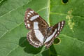 Irenia Metalmark Thisbe irenea