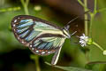 Ithomia salapia ssp.