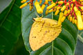 Large Orange Sulphur Phoebis agarithe agarithe