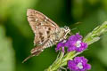 Long-tailed Skipper Urbanus proteus proteus