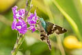 Long-tailed Skipper Urbanus proteus proteus