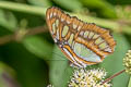 Malachite Siproeta stelenes sophene