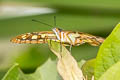 Malachite Siproeta stelenes sophene