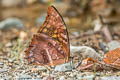 Morpho amphitryon attali