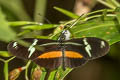 Mountain Longwing Heliconius clysonymus hygiana