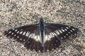 Narrow-banded Dartwhite Archonias flisa duna