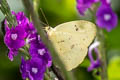 Orange-barred Sulphur Phoebis philea philea