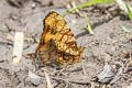 Orange Mapwing Hypanartia lethe lethe