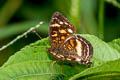 Orange-patched Crescent Anthanassa drusilla Anthanassa drusilla