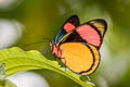 Painted Beauty Batesia hypochlora hypoxantha (Painted Panacea)