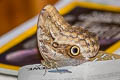 Pale Owl Butterfly Caligo telamonius ssp.