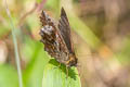 Panyapedaliodes drymaea drymaea