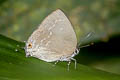 Pearly-grey Hairstreak Strephonota tephraeus