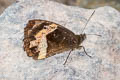 Pelinna Satyr Pedaliodes pelinna