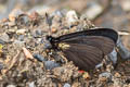 Pink-bodied Altinote Altinote neleus neleus