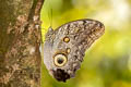 Plain Owl Butterfly Caligo eurilochus ssp.