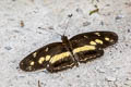 Polina Crescent Eresia polina polina (Three-spotted Crescent)