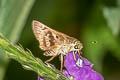 Pompeius Skipper Pompeius pompeius