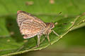 Radiant Skipper Callimormus radiola radiola