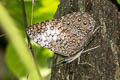 Red Cracker Hamadryas amphinome (Pale Cracker)