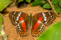 Red Peacock Anartia amathea amathea