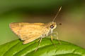 Redundant Skipper Corticea corticea