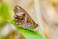 Rusty-patched Pedalio Panyapedaliodes drymaea drymaea