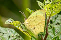 Salome Yellow Eurema salome