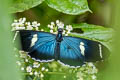 Sara Longwing Heliconius sara sara