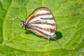 Separate Hairstreak Arawacus separata