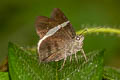 Sharp Banded Skipper Cecropterus zarex