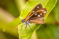 Silver-plated Skipper Corra coryna coryna (Silvery Fantastic Skipper)