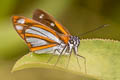 Silver-plated Skipper Corra coryna coryna (Silvery Fantastic Skipper)