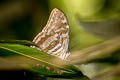 Small Morpho Morpho marcus intermedia