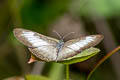 South American Mestra Mestra hersilia latimargo