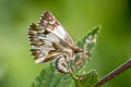 Stained White Skipper Heliopetes omrina