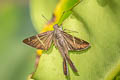 Teleus Longtail Spicauda teleus