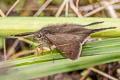 Teleus Longtail Spicauda teleus