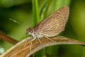 Three-spotted Skipper Cymaenes tripunctus theogenis (Theogenis Skipper)