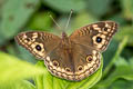 Tropical Buckeye Junonia genoveva infuscata