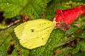 Tropical Yellow Eurema xantochlora xantochlora