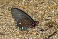 Variable Cattleheart Parides erithalion lacydes